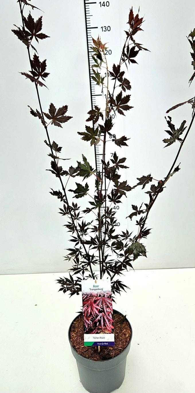 Acer pal. 'Trompenburg' - C7.5 60-80 CM